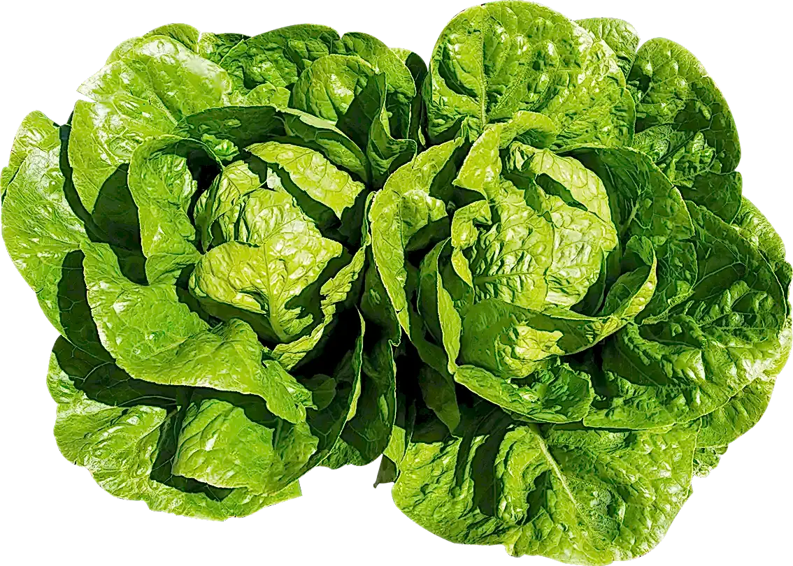 Adranita