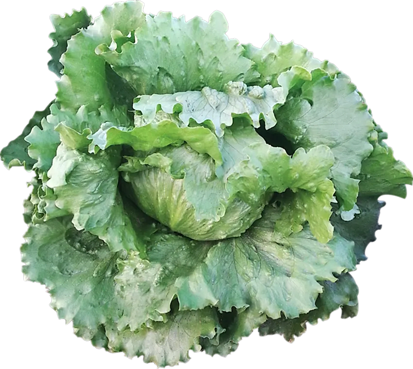 Botiola