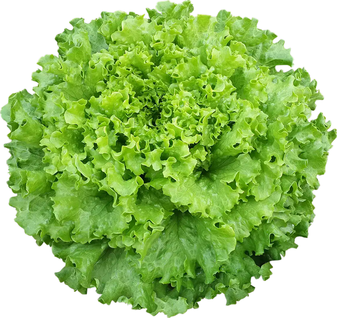 Caipira