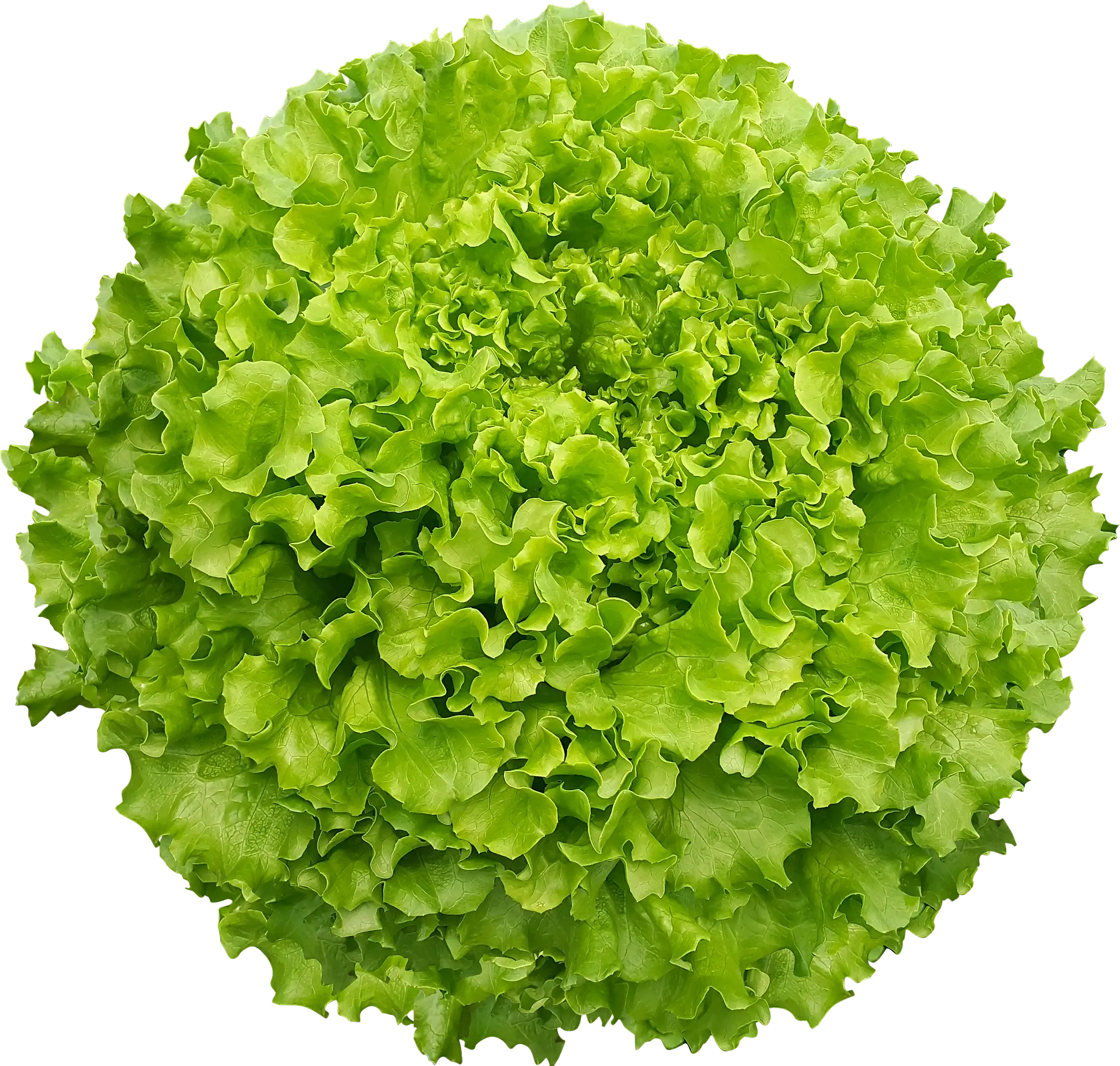 Elmaria
