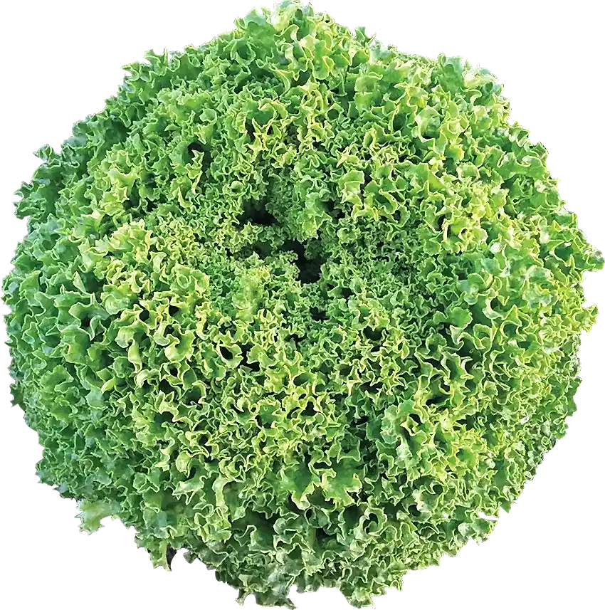 Ilema