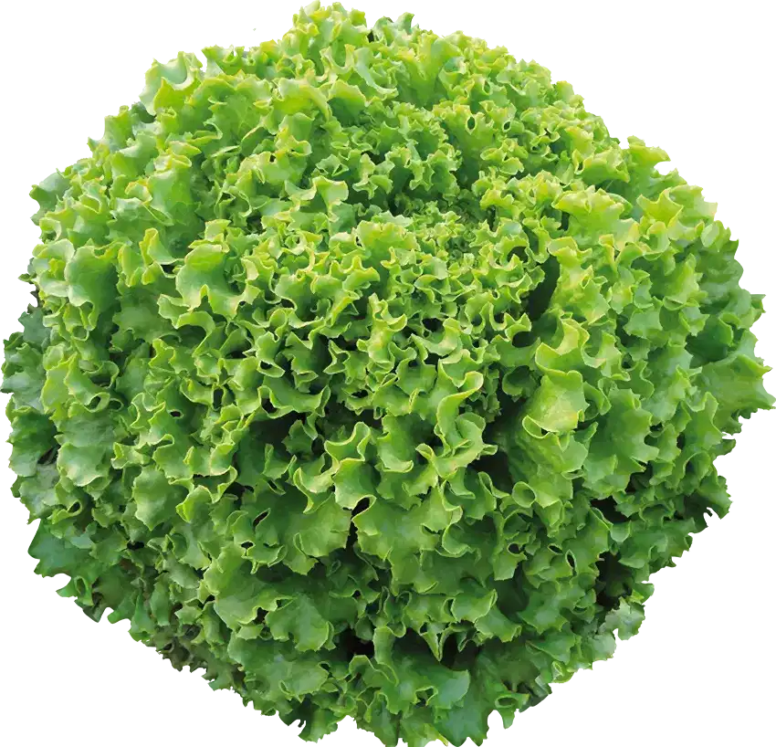Maritima