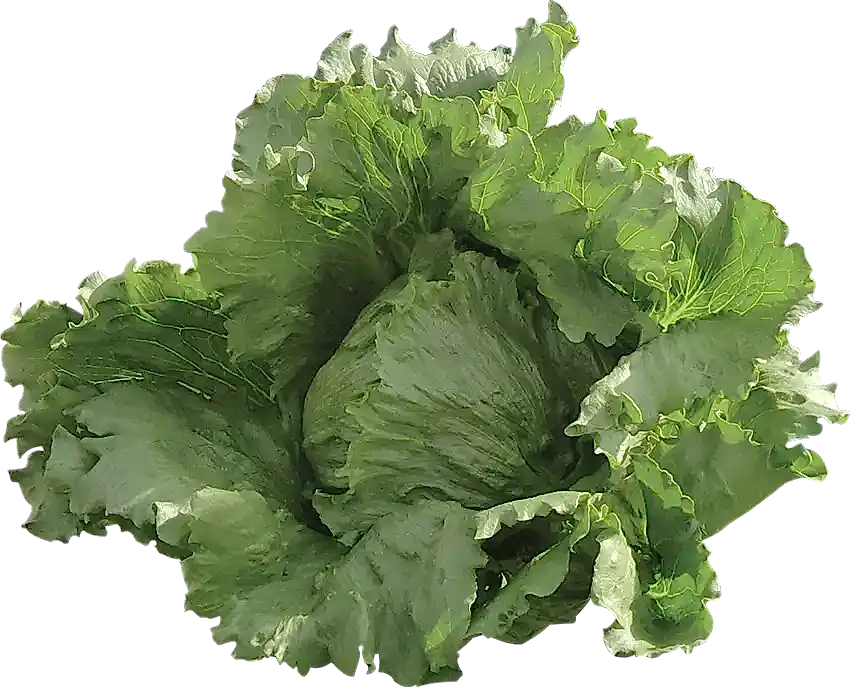 Oriola