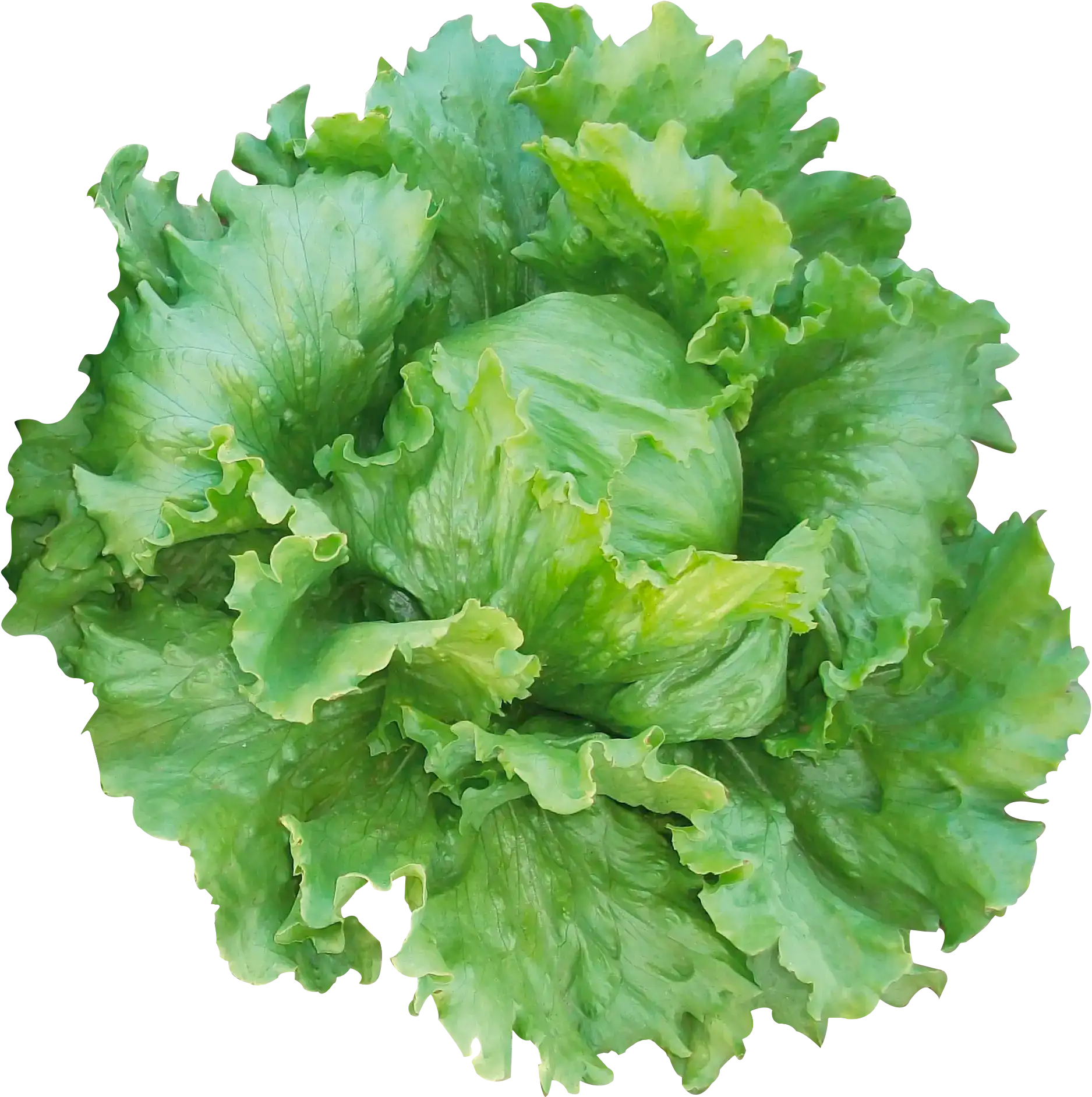 Papiro
