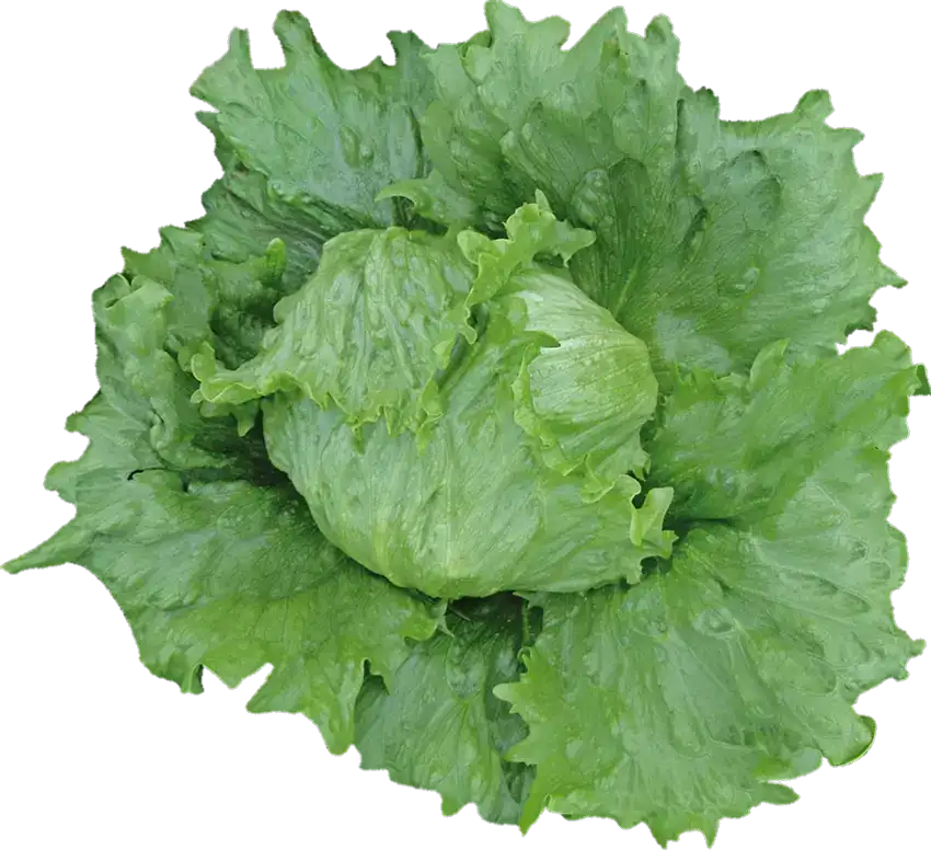 Pedrola