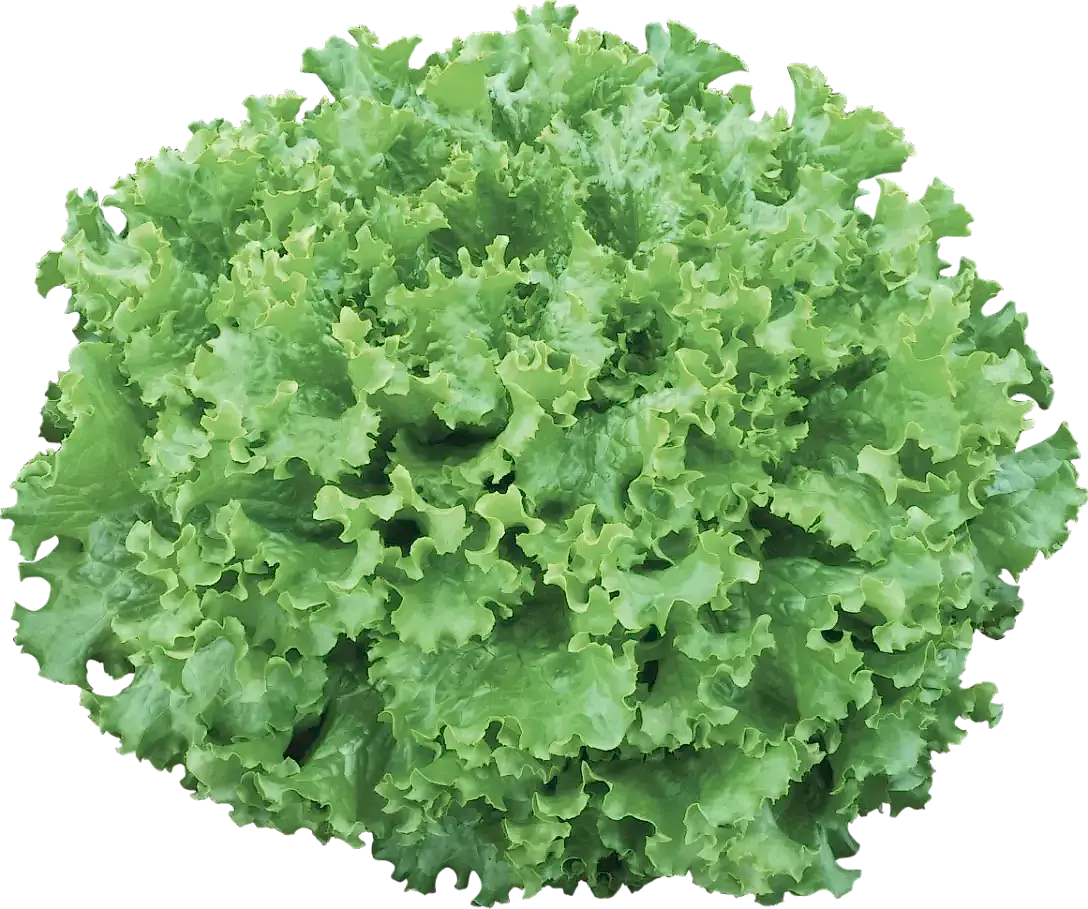 Tropicana