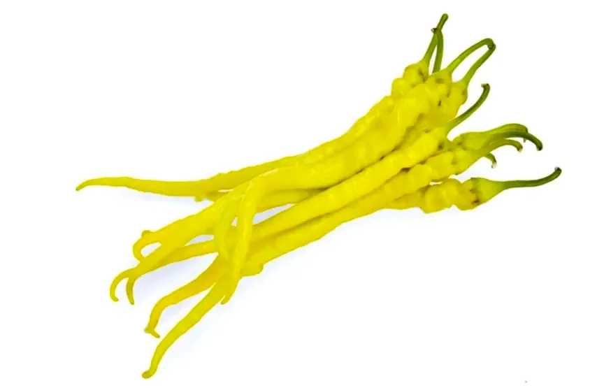 Bakı Çorbacı F1