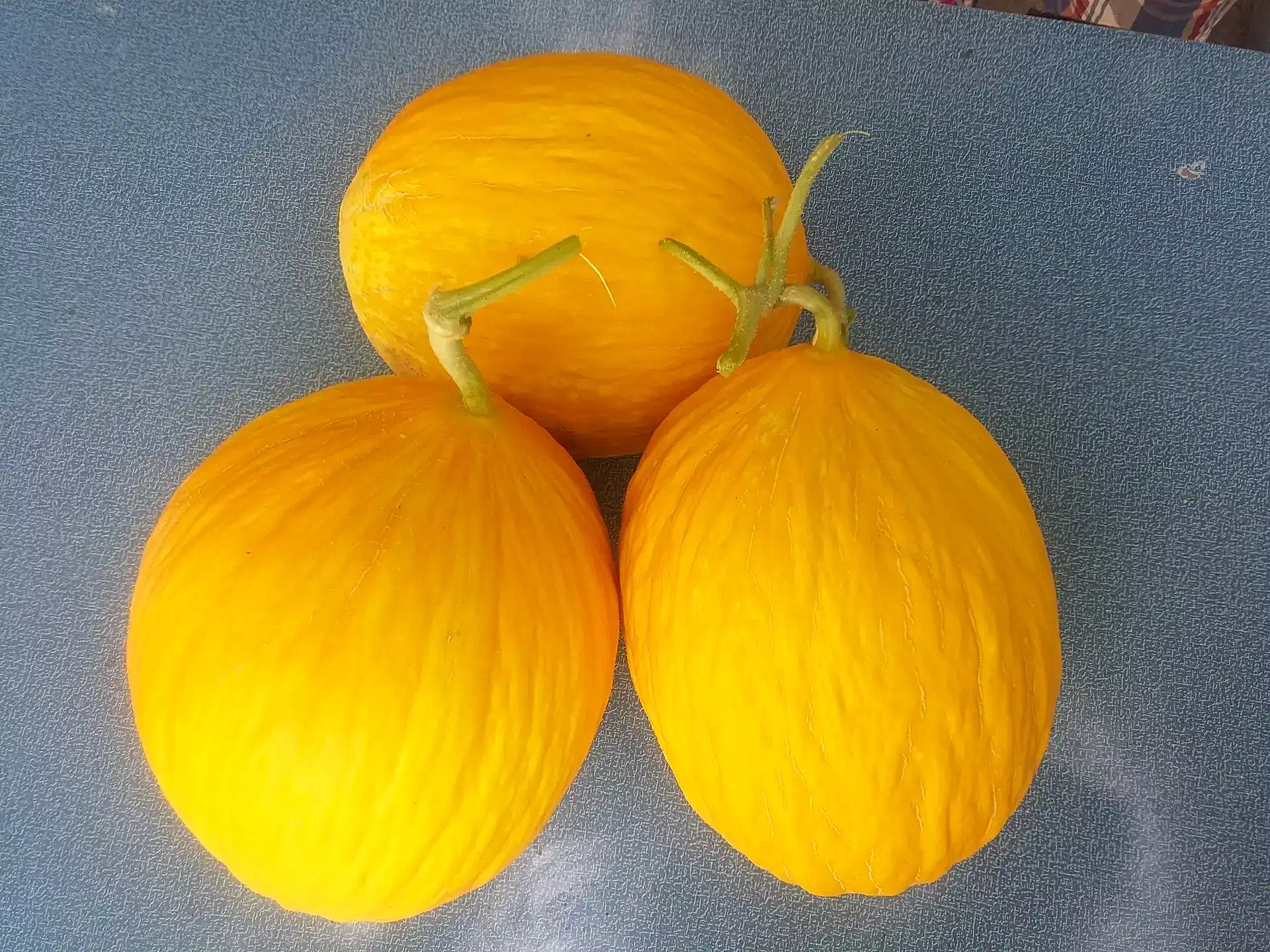 Egnazio F1